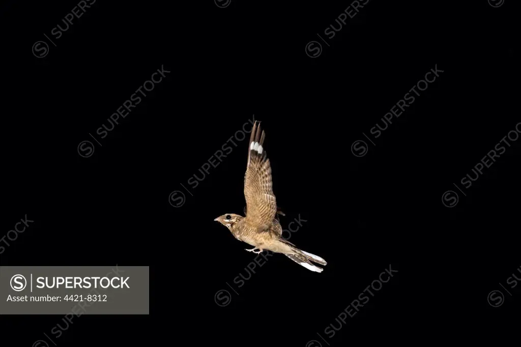 Red-necked Nightjar (Caprimulgus ruficollis) adult, in flight, hunting for moths at night, Extremadura, Spain, august