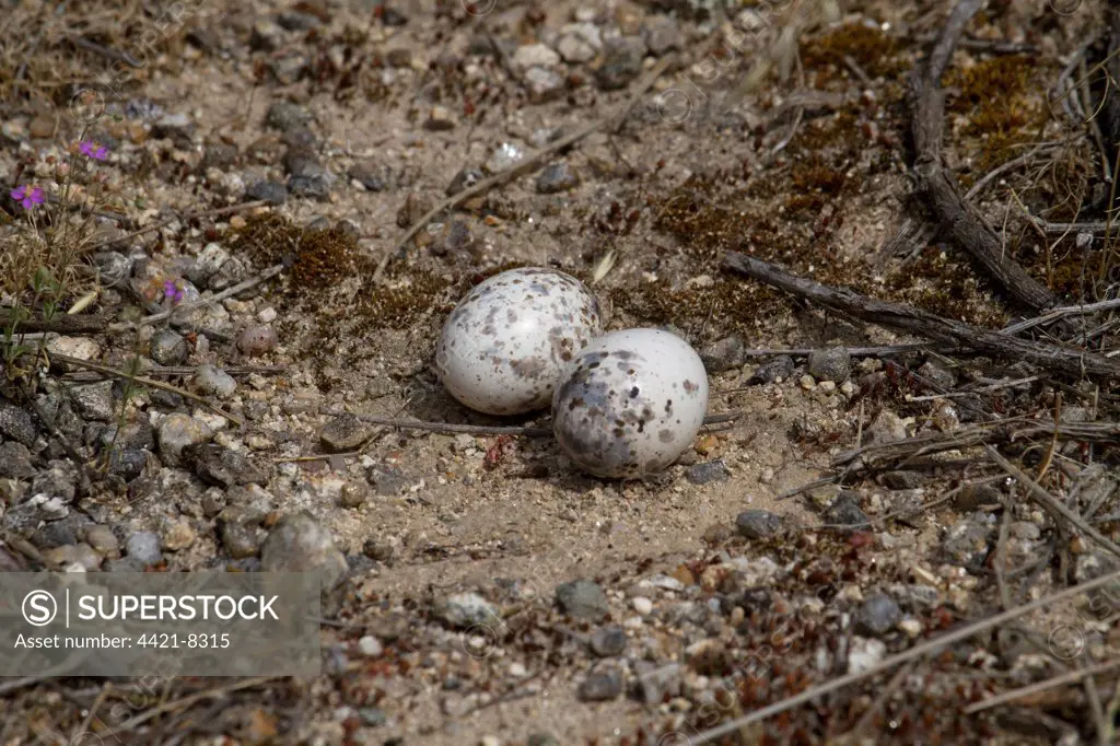 Red-necked Nightjar (Caprimulgus ruficollis) two eggs in nest, Extremadura, Spain, may