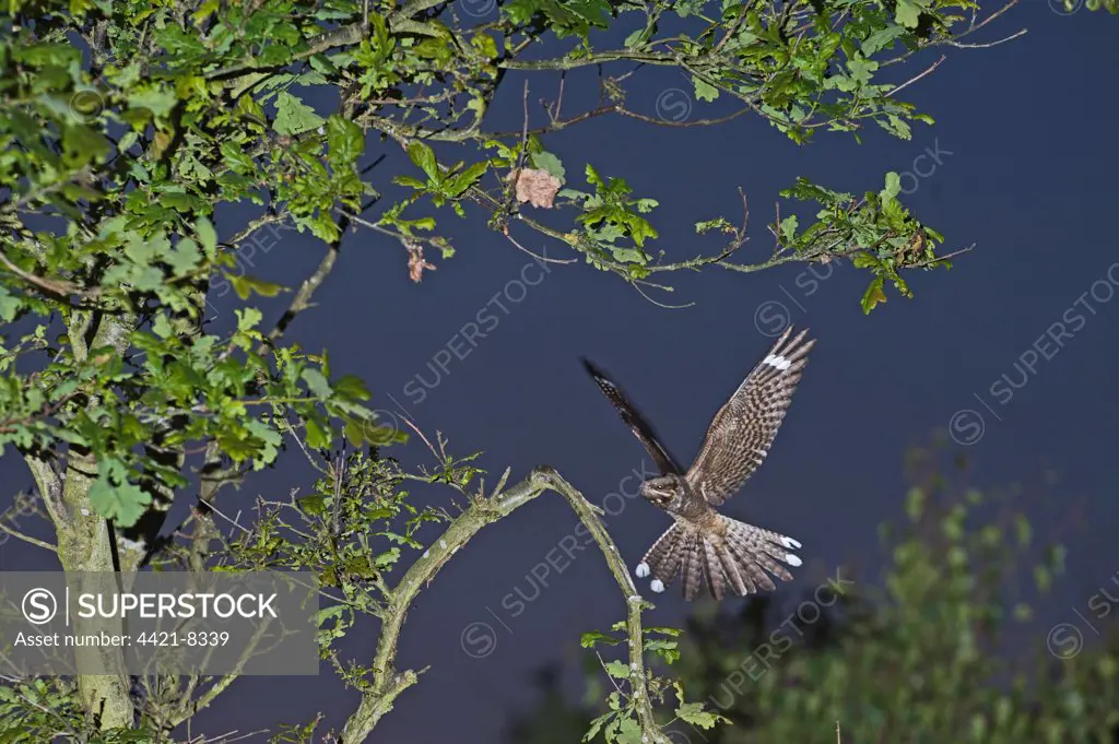 Eurasian Nightjar (Caprimulgus europaeus) adult male, in flight, landing on song post in heathland at dusk, Norfolk, England, june