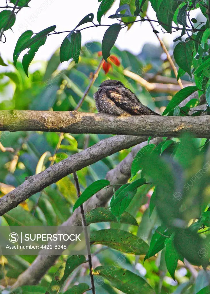 Grey Nightjar (Caprimulgus indicus) adult, roosting on branch, Krung Ching, Thailand, february