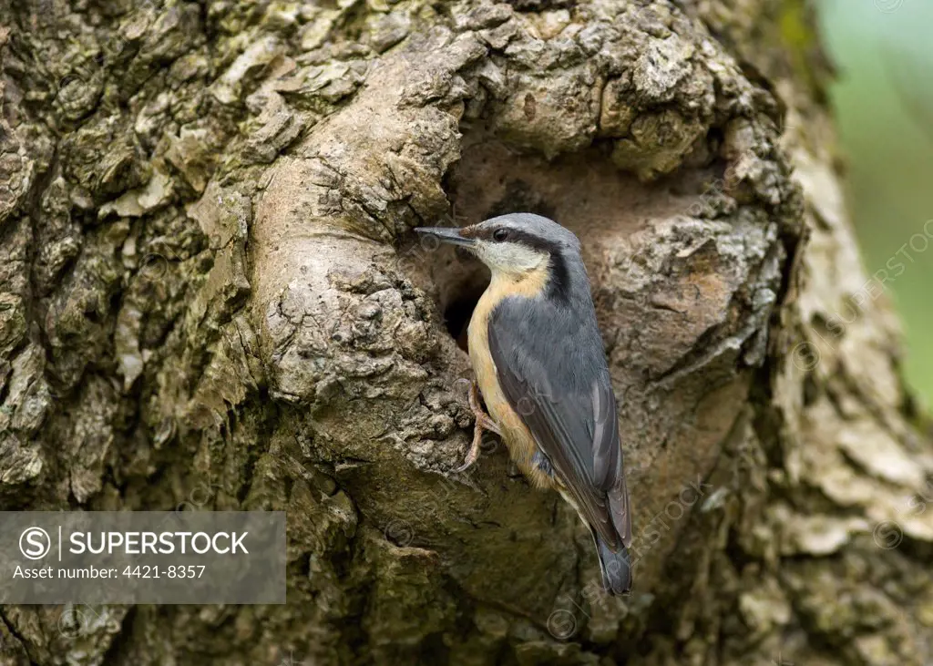 European Nuthatch (Sitta europaea) adult, at nesthole in tree trunk, Loch Arthur, Dumfries and Galloway, Scotland, may
