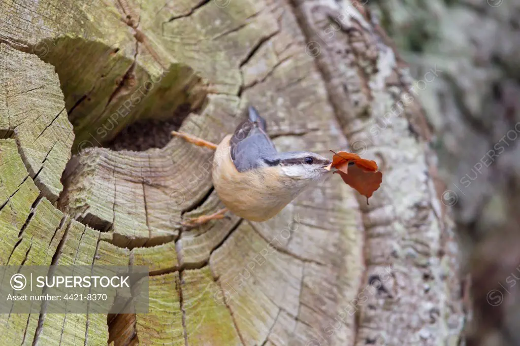 European Nuthatch (Sitta europaea) adult female, with leaves in beak for lining nest, at nest entrance in tree trunk, Powys, Wales, march