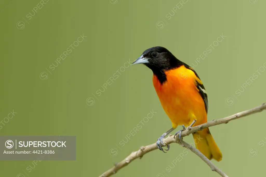 Baltimore Oriole (Icterus galbula) adult male, perched on twig, South Padre Island, Texas, U.S.A., april