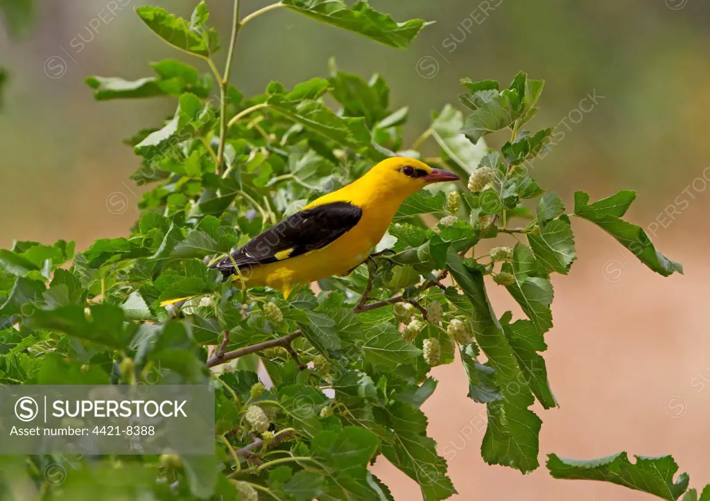 Golden Oriole (Oriolus oriolus) adult male, feeding on White Mulberry (Morus alba) fruit in tree, Extremadura, Spain, may