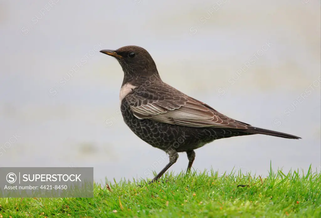 Ring Ouzel (Turdus torquatus) immature male, first year plumage, standing on grassy bank beside pond, Norfolk, England, october