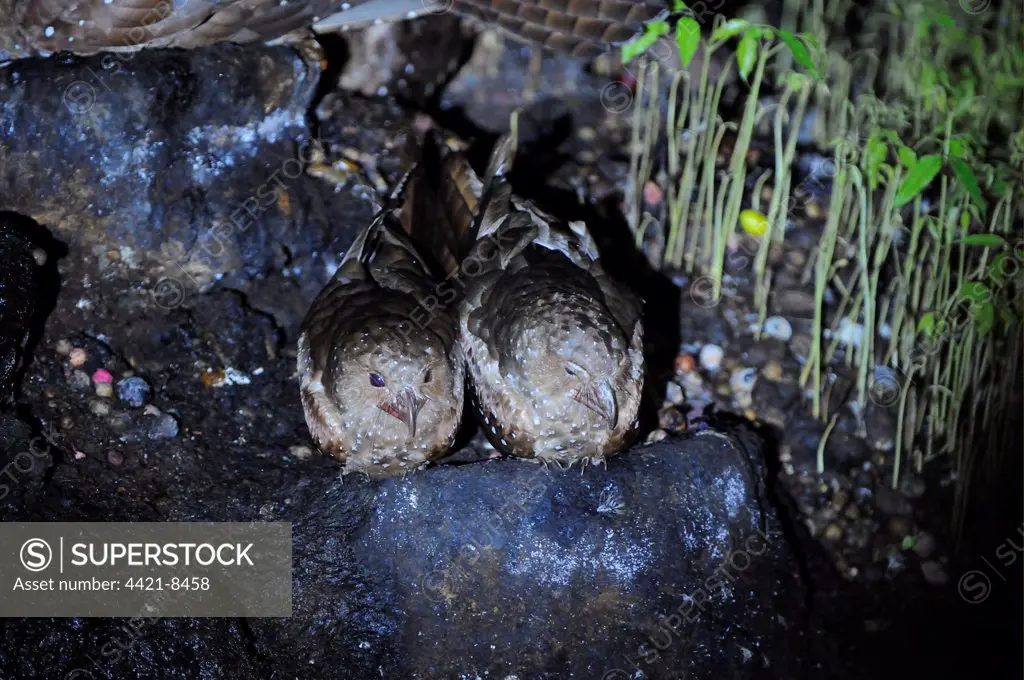 Oilbird (Steatornis caripensis) adult pair, sitting at nest, Aripo Caves, Trinidad, Trinidad and Tobago