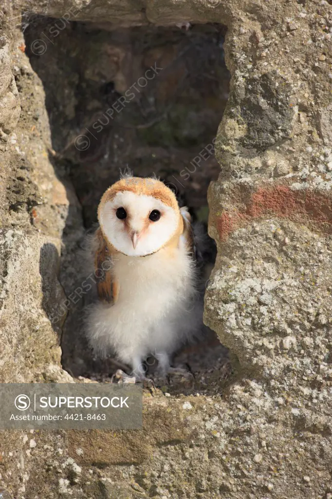Barn Owl (Tyto alba) young, standing at nest entrance in building, Germany