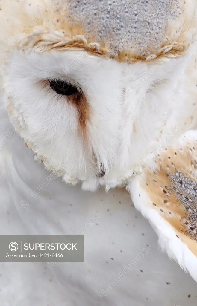 Barn Owl (Tyto alba) adult, close-up of head, Wicken, Cambridgeshire, England