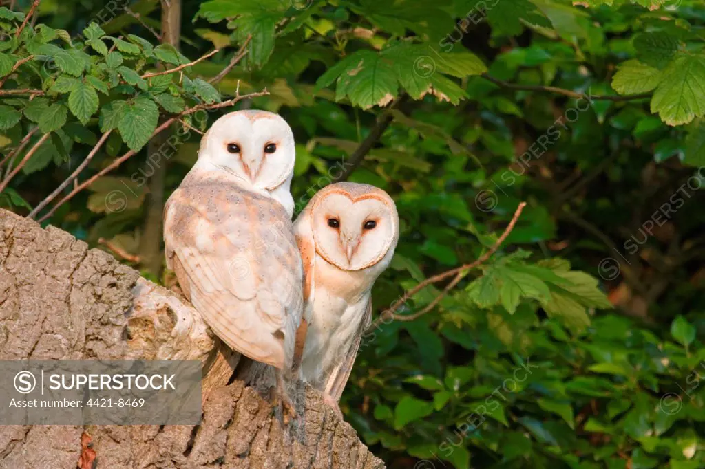 Barn Owl (Tyto alba) adult pair, perched at nest entrance in tree stump, Suffolk, England, june