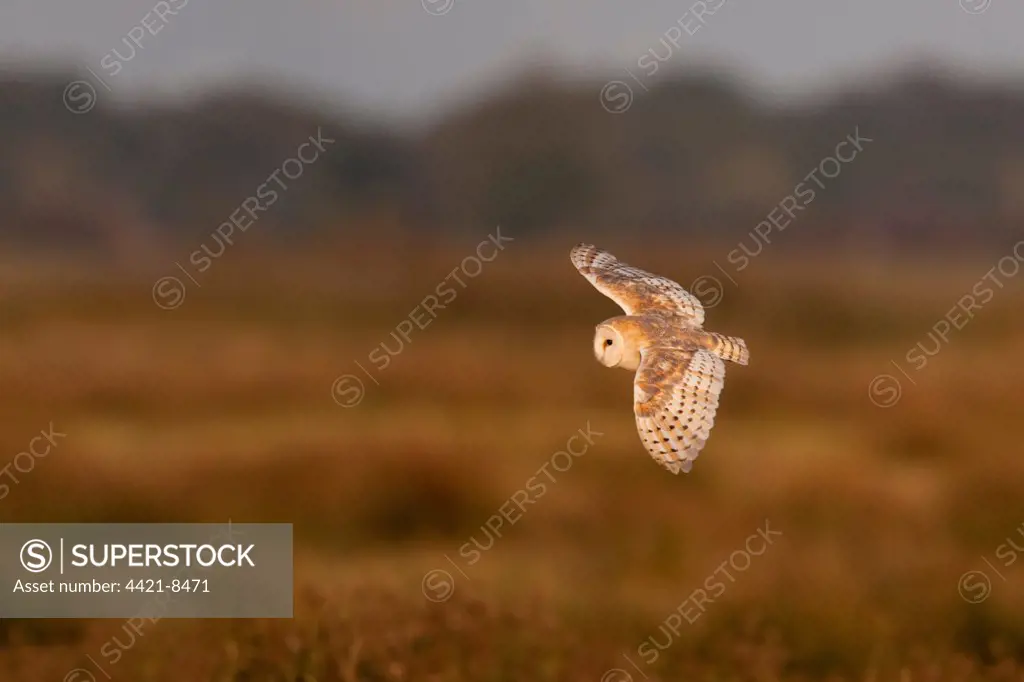 Barn Owl (Tyto alba) adult, in flight, hunting over grazing marsh habitat, Norfolk, England
