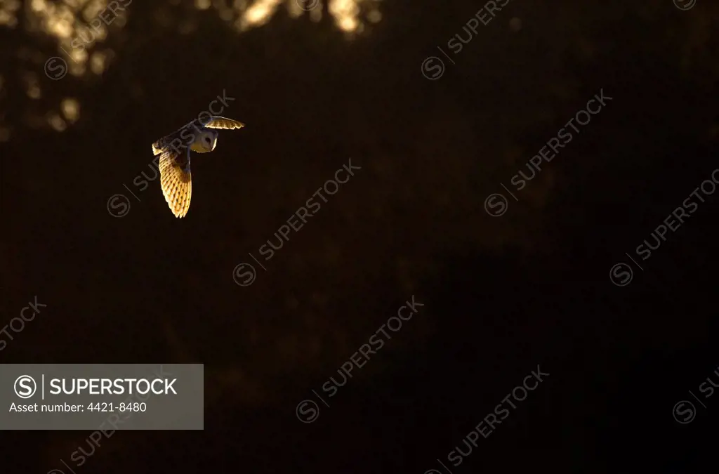 Barn Owl (Tyto alba) adult, in flight, in evening sunlight, Norfolk, England, winter