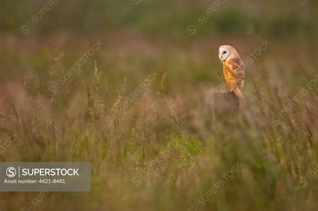Barn Owl (Tyto alba) adult, perched on post in field, Norfolk, England, spring
