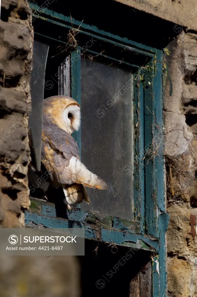 Barn Owl (Tyto alba) adult, perched at window of farm building, South Yorkshire, England, spring