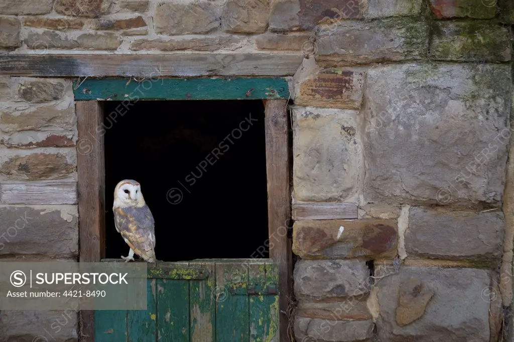Barn Owl (Tyto alba) adult, perched on door of farm building, South Yorkshire, England, spring
