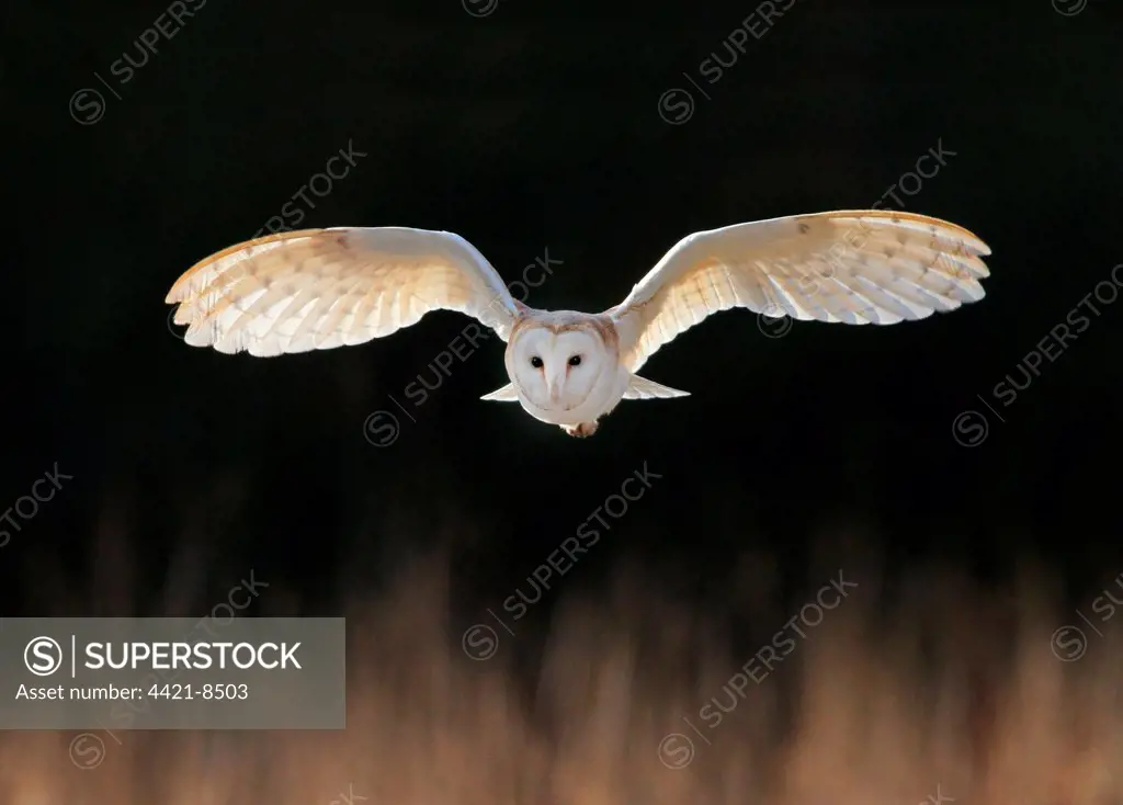 Barn Owl (Tyto alba) adult, in flight, hunting over meadow, Leicestershire, England, february