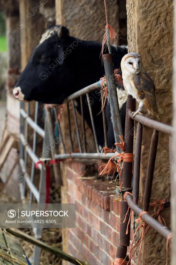Barn Owl (Tyto alba) adult, perched on gate in old cattle barn, Sheffield, South Yorkshire, England, november (captive)