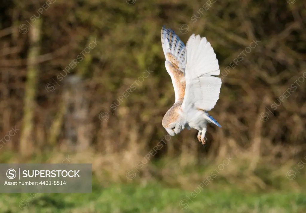 Barn Owl (Tyto alba) adult, in flight, hunting over pasture, North Norfolk, England, january