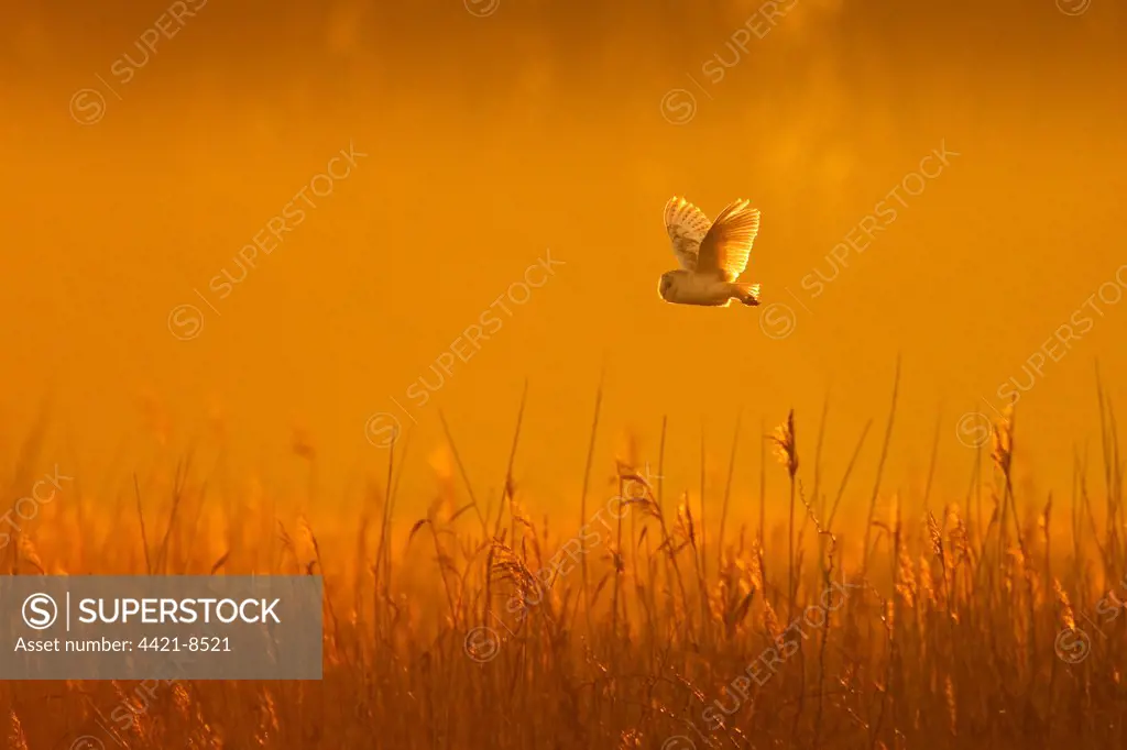 Barn Owl (Tyto alba) adult, in flight, hunting over reeds at dawn, Norfolk, England, january