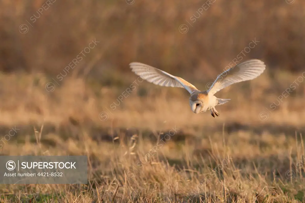 Barn Owl (Tyto alba) adult, in flight, hunting over farmland, Norfolk, England, november
