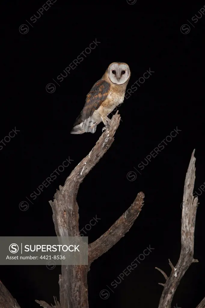 Barn Owl (Tyto alba affinis) adult, perched on branch of dead tree at night, Pilanesberg N.P., North West Province, South Africa
