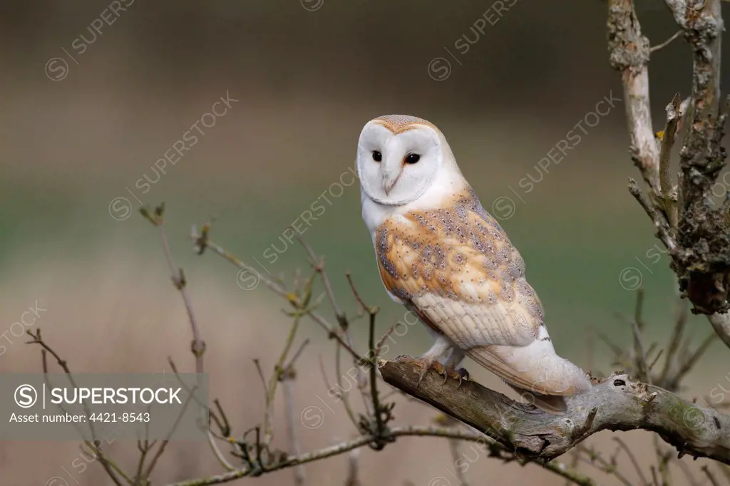 Barn Owl (Tyto alba) adult male, perched on dead elder branch, Leicestershire, England, march