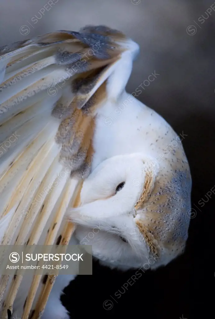 Barn Owl (Tyto alba) adult, preening wing feathers, England, february (captive)