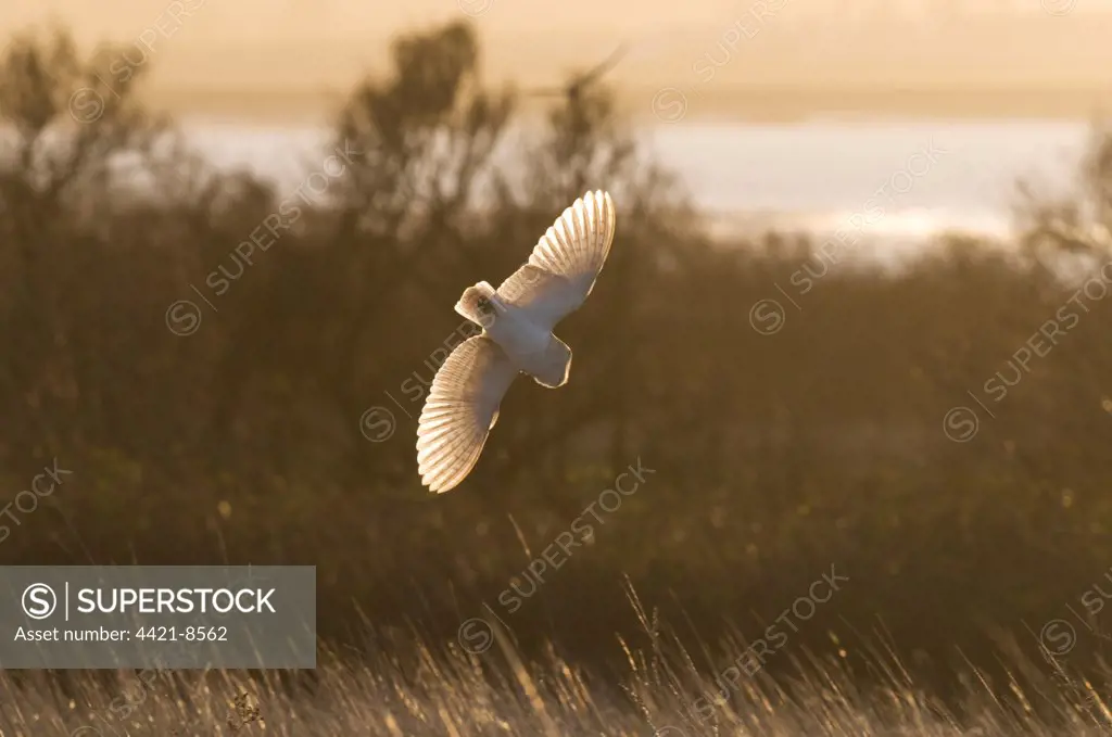 Barn Owl (Tyto alba) adult, in flight, swooping down on prey, hunting over rough grassland at sunrise, Isle of Sheppey, Kent, England, december