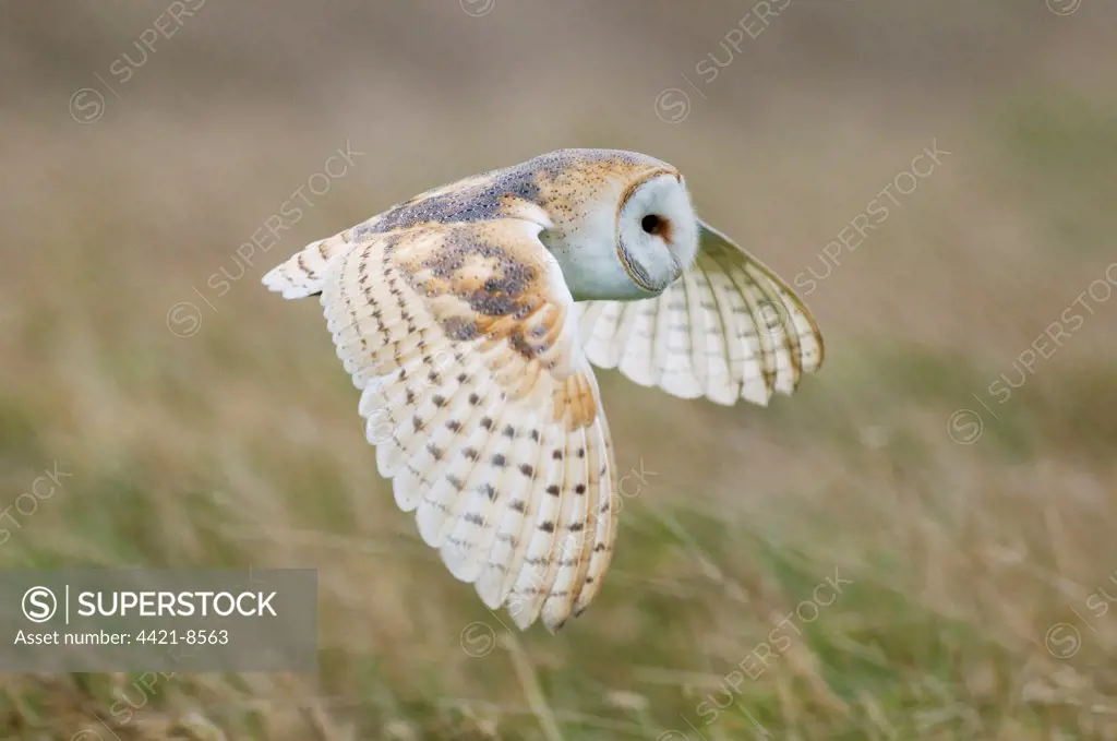 Barn Owl (Tyto alba) adult, in flight, hunting over rough grassland at dawn, Isle of Sheppey, Kent, England, january