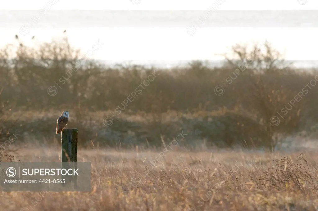 Barn Owl (Tyto alba) adult, perched on post in rough grassland habitat at sunrise, Isle of Sheppey, Kent, England, january