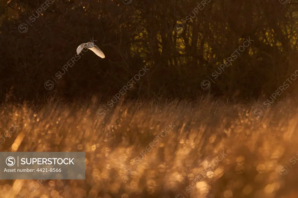 Barn Owl (Tyto alba) adult, in flight, hunting over grazing marsh habitat at dusk, Norfolk, England, january