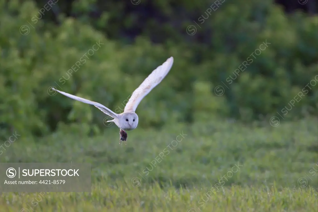 Barn Owl (Tyto alba) adult, in low flight over field, with vole prey in talons, Cley, Norfolk, England, april