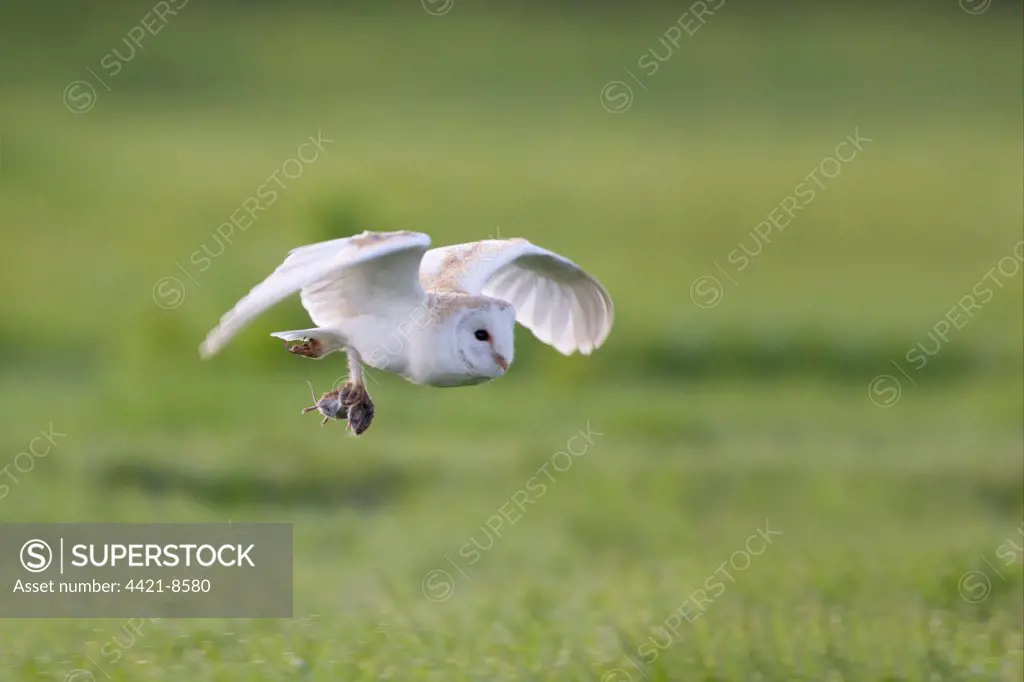 Barn Owl (Tyto alba) adult, in low flight over field, with vole prey in talons, Cley, Norfolk, England, april