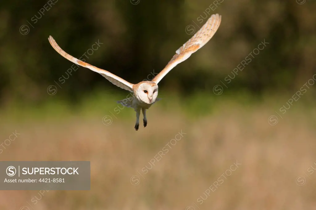 Barn Owl (Tyto alba) adult, in flight, hunting over farmland, Norfolk, England, may