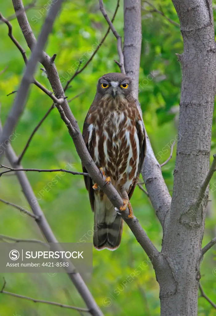 Brown Hawk-owl (Ninox scutulata florensis) adult, perched on branch, Hebei, China, may