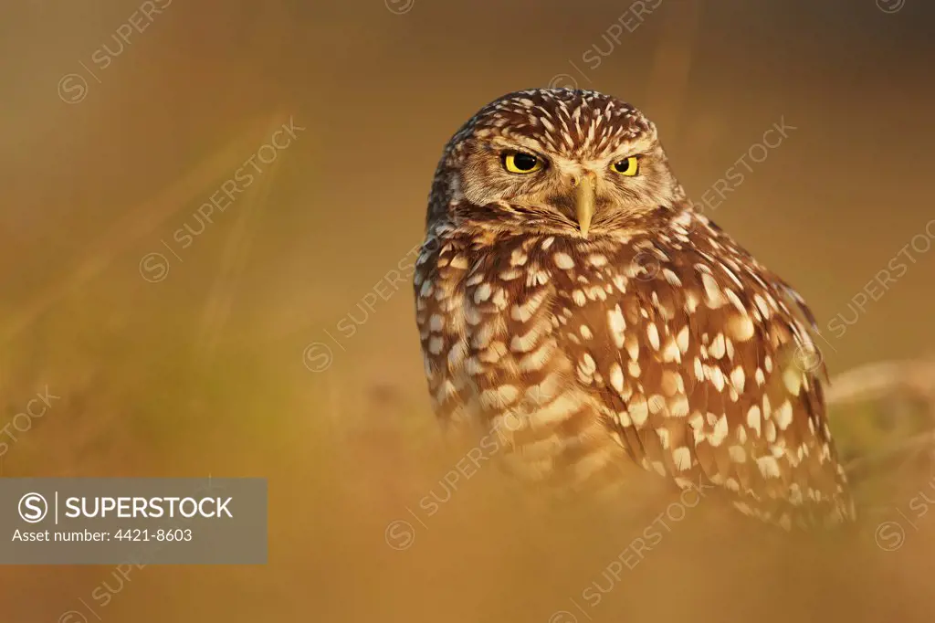 Burrowing Owl (Speotyto cunicularia) adult, standing near burrow in evening sunlight, Cape Coral, Florida, U.S.A., February