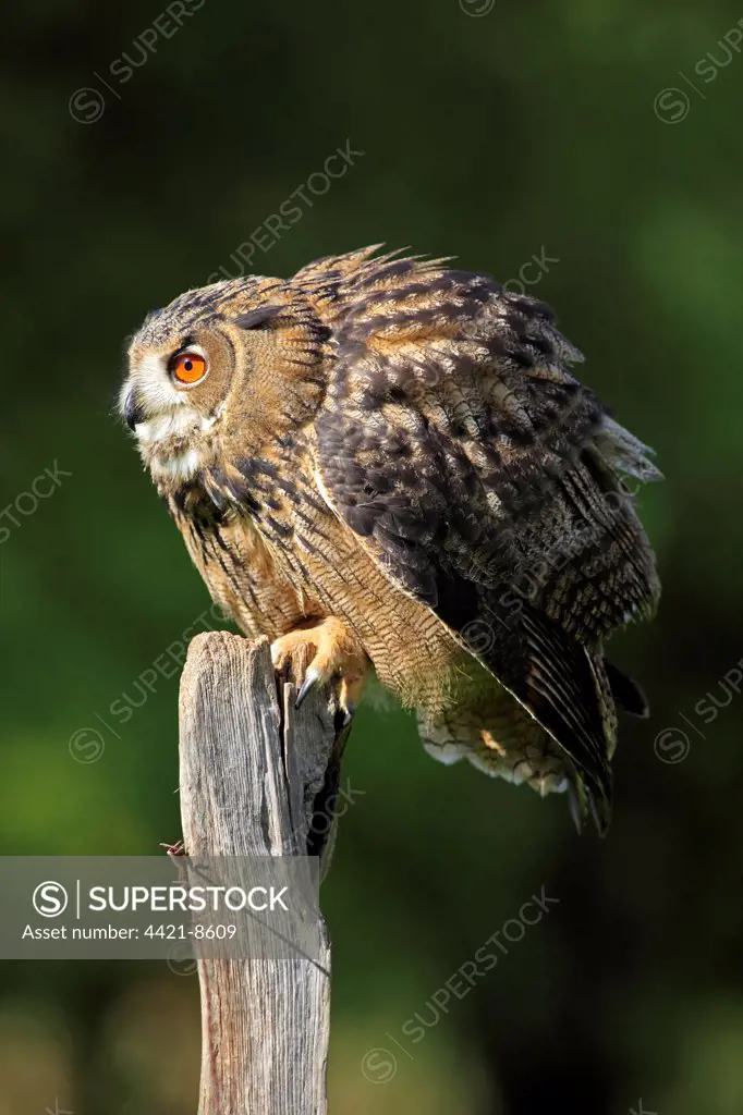 Eurasian Eagle-owl (Bubo bubo) adult, with feathers ruffled, perched on post, Germany