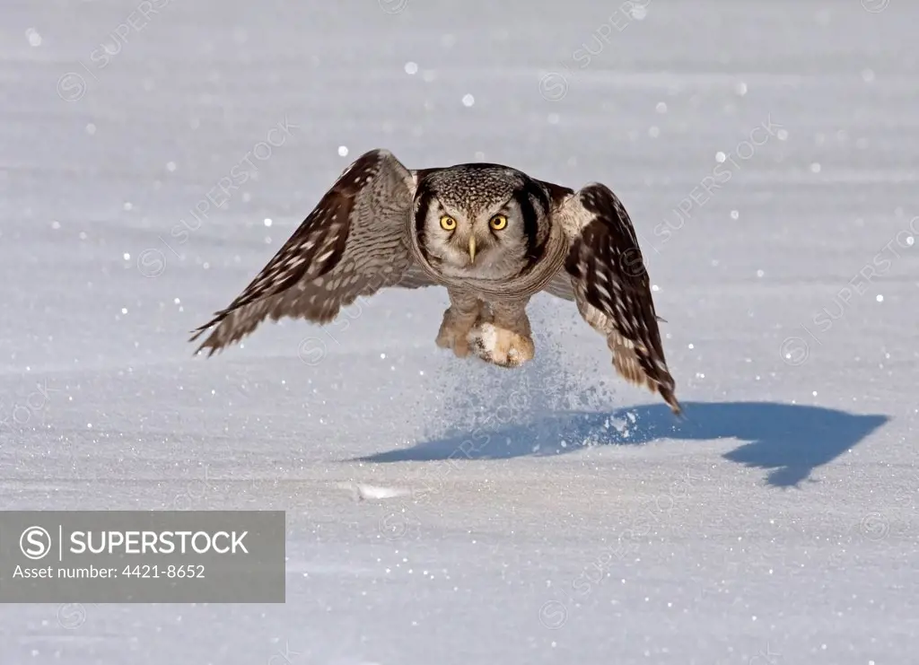 Northern Hawk Owl (Surnia ulula) adult, in flight, catching vole prey on snow, Finland, march