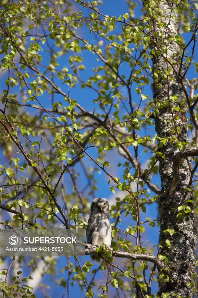 Northern Hawk Owl (Surnia ulula) mature chick, recently fledged, perched on branch in birch tree, Northern Finland