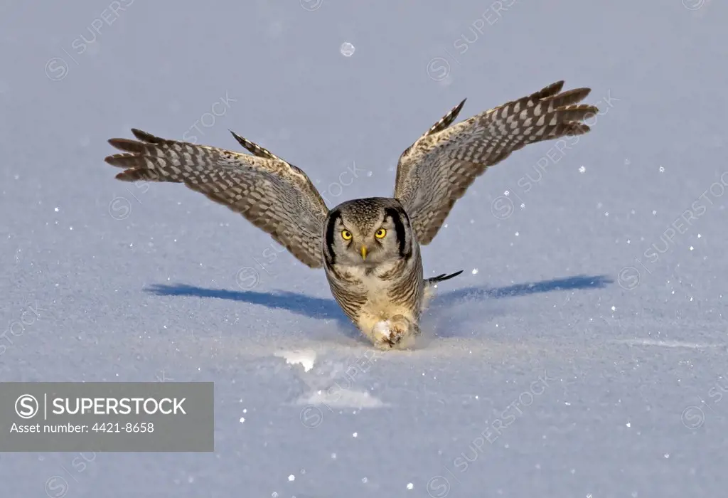 Northern Hawk Owl (Surnia ulula) adult, in flight, swooping on vole prey in snow, Finland, february
