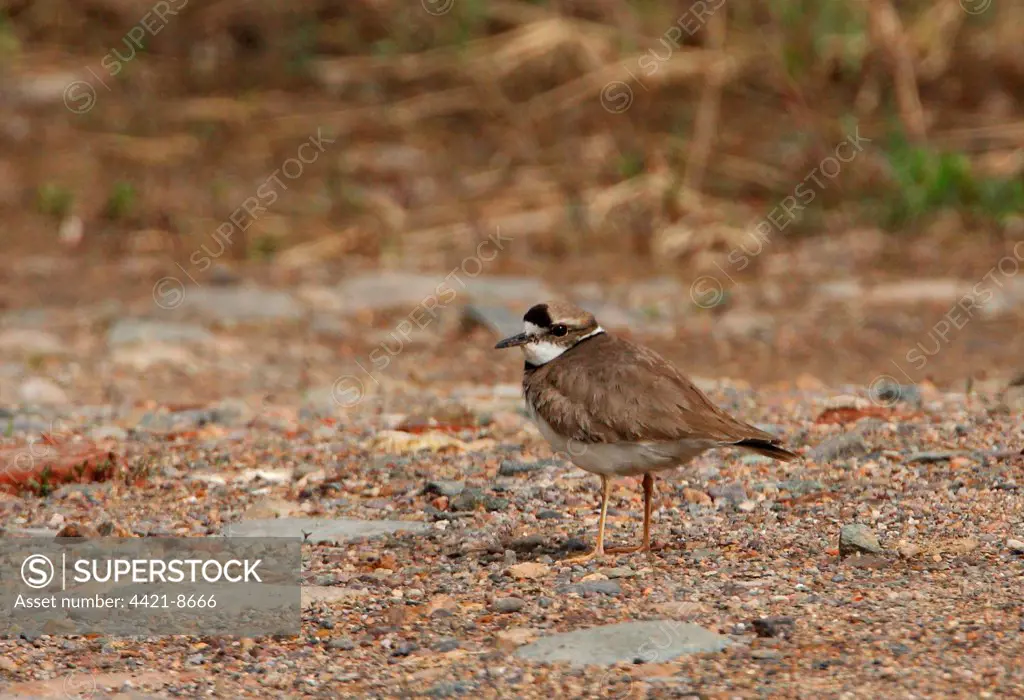 Long-billed Plover (Charadrius placidus) adult, standing on gravel, near Beijing, China, may