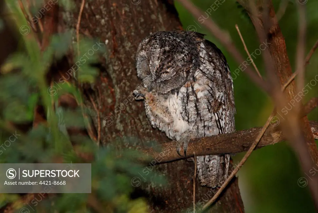 African Scops-owl (Otus senegalensis senegalensis) adult, preening foot, perched in tree, Lake Baringo, Great Rift Valley, Kenya, november