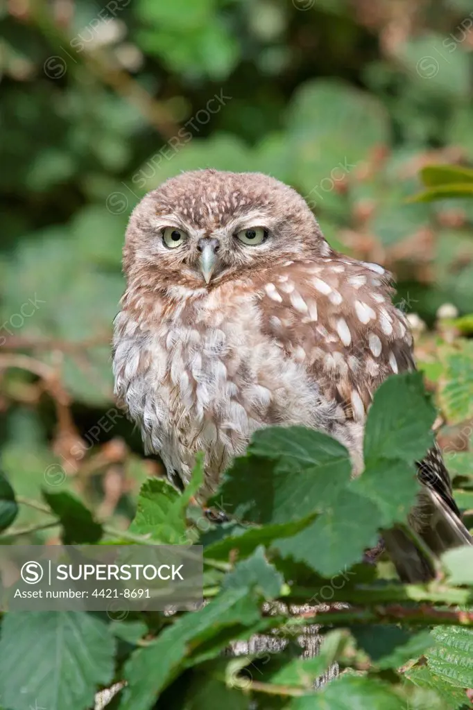 Little Owl (Athene noctua) immature, amongst brambles, captive