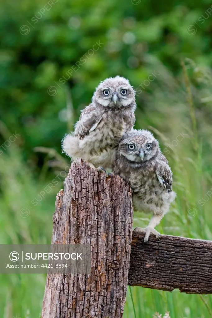 Little Owl (Athene noctua) two fledgling chicks, standing on fence, Suffolk, England, may