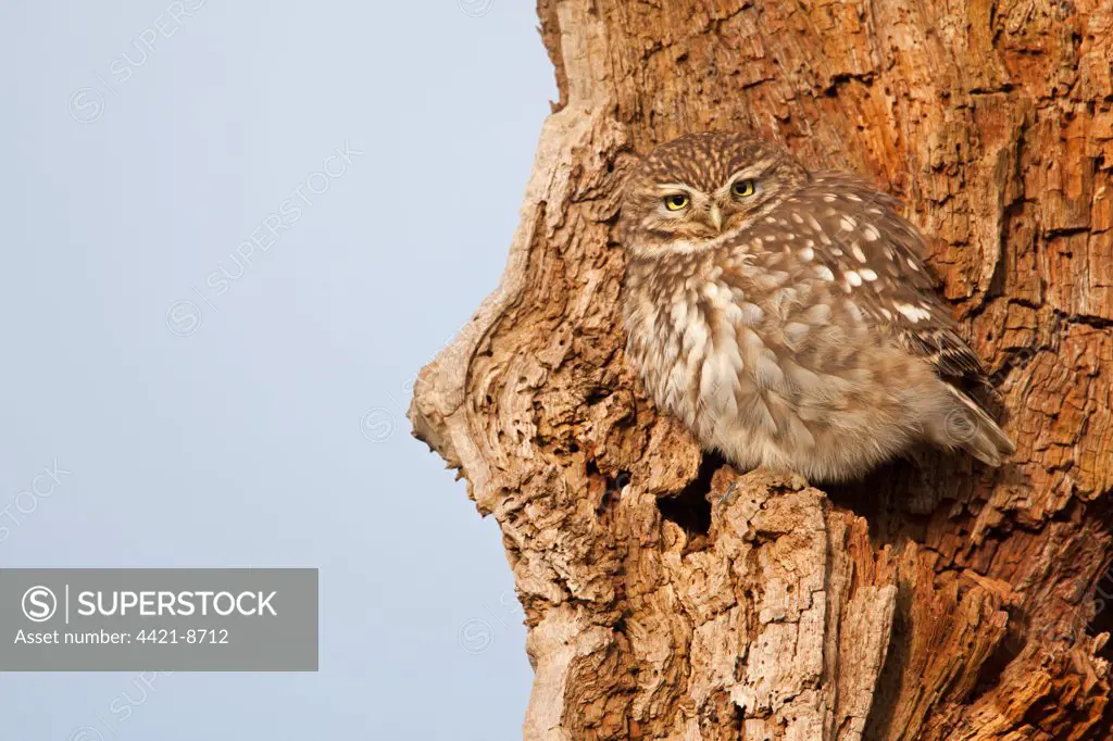 Little Owl (Athene noctua) adult, perched in dead tree, Norfolk, England, december