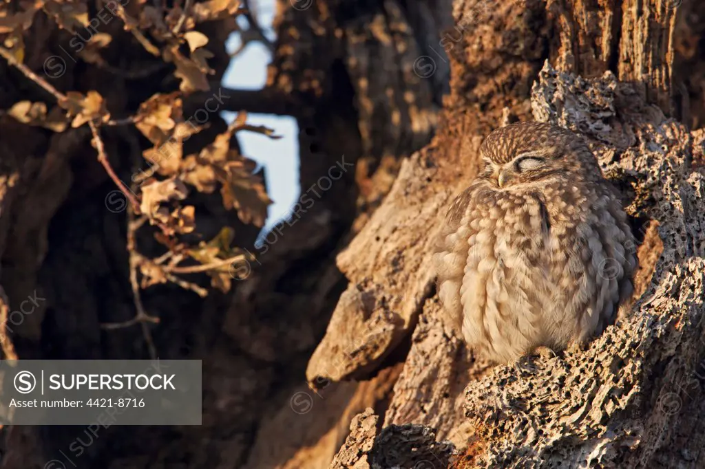 Little Owl (Athene noctua) adult, sleeping, perched in dead tree, Norfolk, England, december