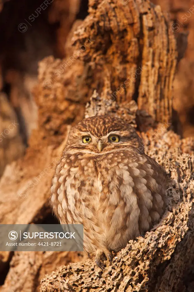 Little Owl (Athene noctua) adult, perched in dead tree, Norfolk, England, december