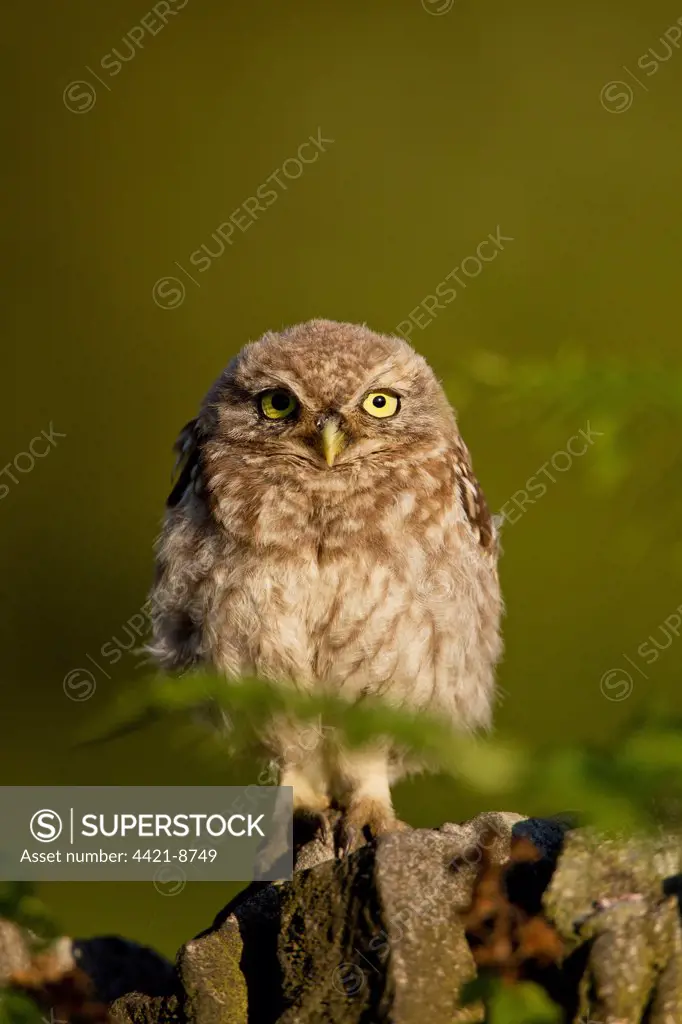 Little Owl (Athene noctua) juvenile, recently fledged, perched on gritstone wall, Derbyshire, England, august