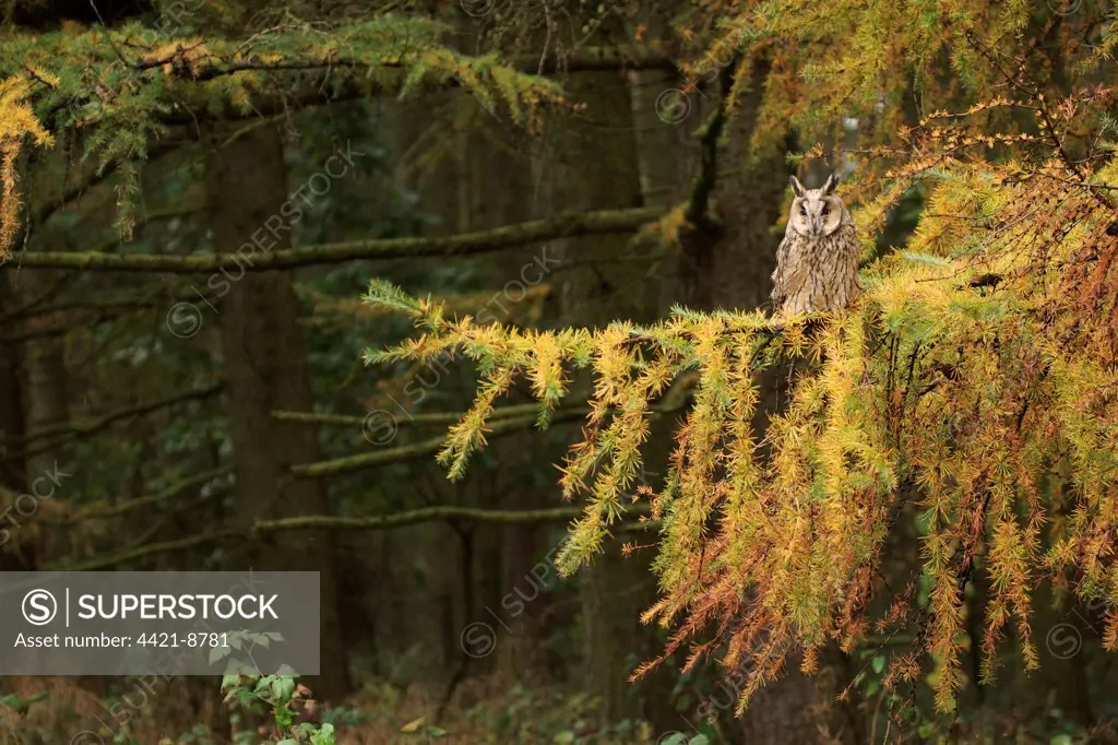 Long-eared Owl (Asio otus) adult, perched on larch tree in coniferous woodland habitat, North Yorkshire, England, autumn