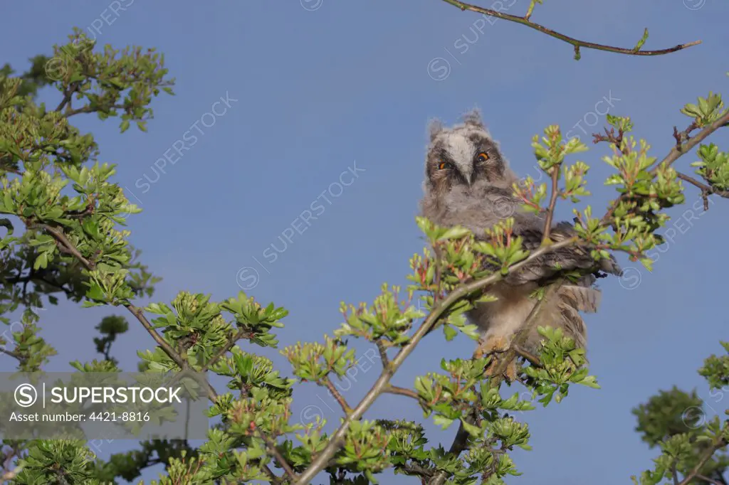 Long-eared Owl (Asio otus) fledgling, perched in Common Hawthorn (Crataegus monogyna) on farmland at dusk, West Yorkshire, England, may