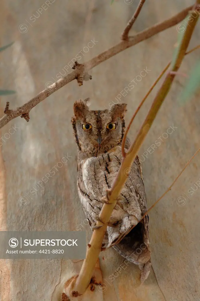 Eurasian Scops-owl (Otus scops) adult, roosting in eucalyptus tree, Lesvos, Greece, april